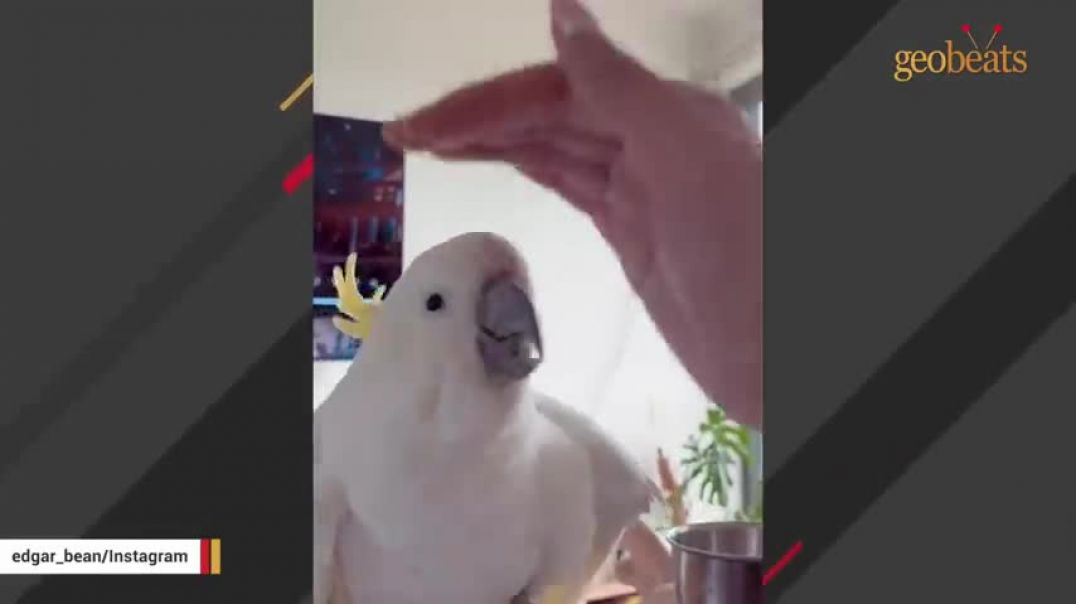 ⁣Neglected cockatoo melts when he meets a loving family