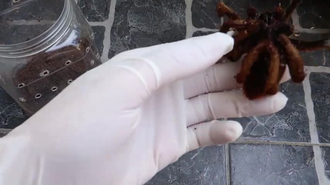 ⁣1000 Superworms Eating Tarantula