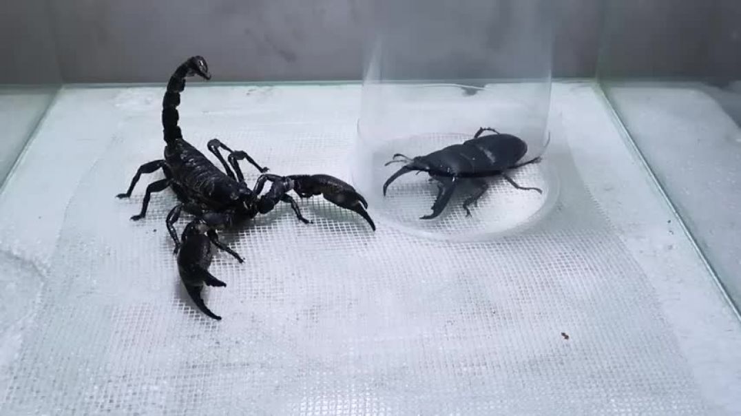 ⁣Scorpion Tarantula Centipede Black Titan Bug