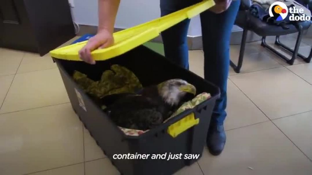 ⁣Vet Helps Bald Eagle Learn How To Fly Again   The Dodo