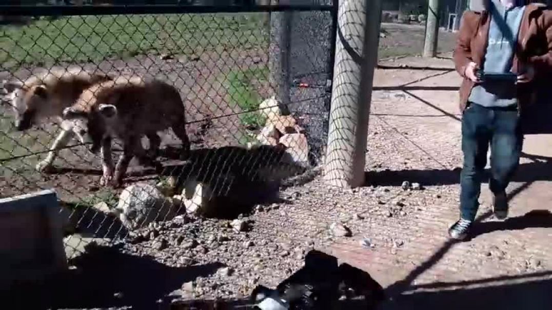 Lions and a Robot Dog at the Zoo- Plaything or Lunch