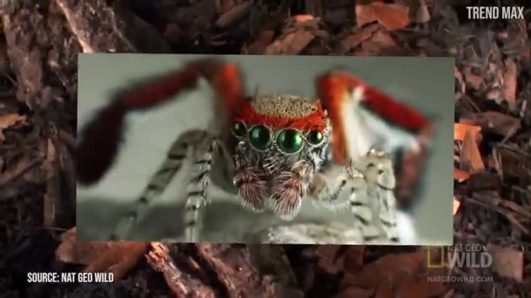 THE RAREST SPIDERS In The World