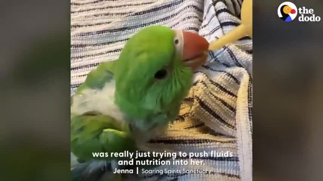 ⁣Abandoned Baby Parrot Loves To Snuggle With Her Teddy Bear   The Dodo