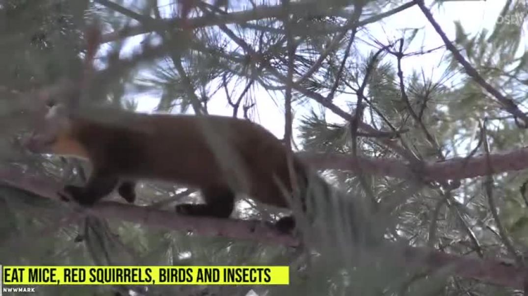 ⁣11 Most Amazing Marten Attacks Caught On Camera