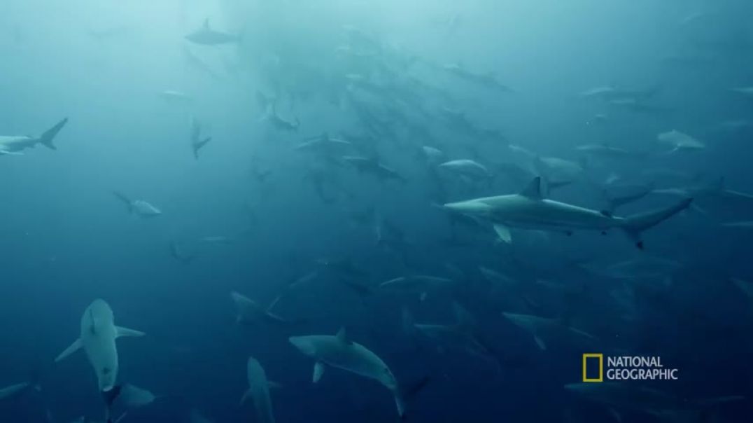 ⁣Sardine Feeding Frenzy   50 Shades of Sharks