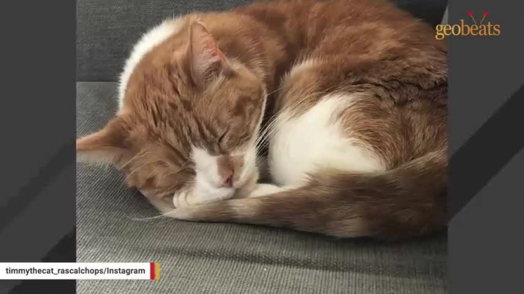 ⁣Shy cat melts heart with his meow