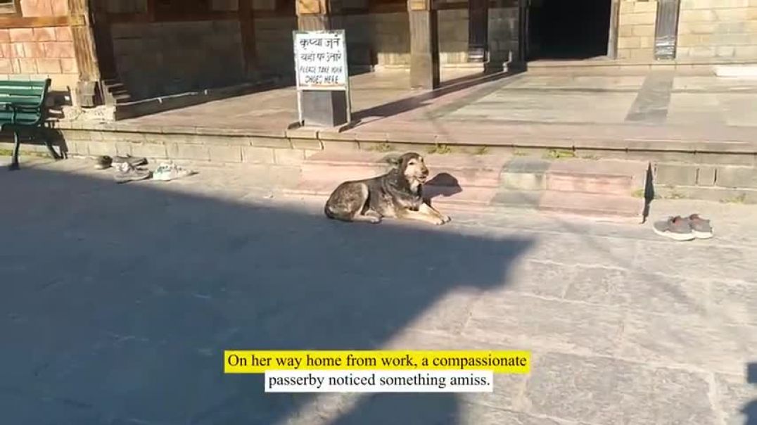 ⁣A stray dog with a bone stuck in its mouth is saved by rescuers