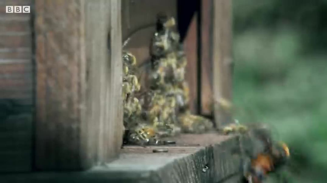 Giant Hornets Massacre European Bees   Buddha Bees and The Giant Hornet Queen   BBC Earth