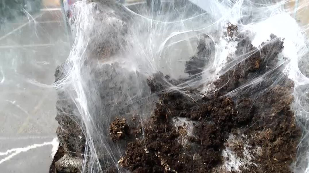 ⁣Tarantula feeding video 3