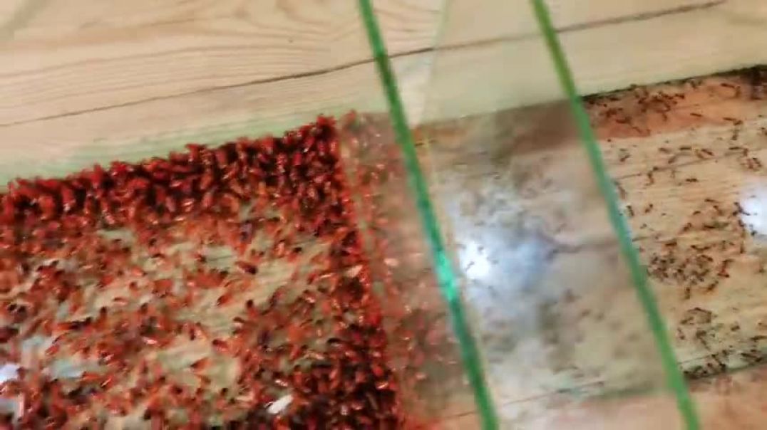 1000 Cockroaches Versus 1000 Ants... Who Will Win?