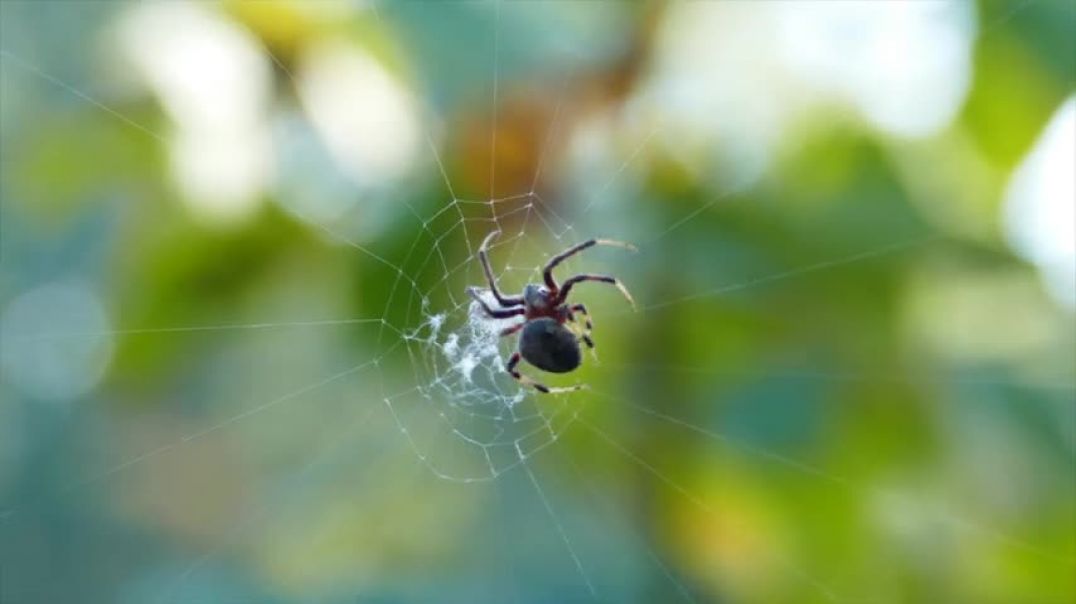 TOP 10 Most DANGEROUS INSECTS In The World   1 Minute Animals