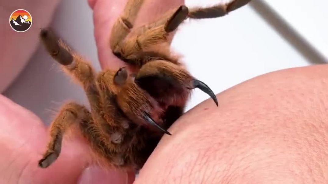 ⁣BITTEN by a Tarantula!