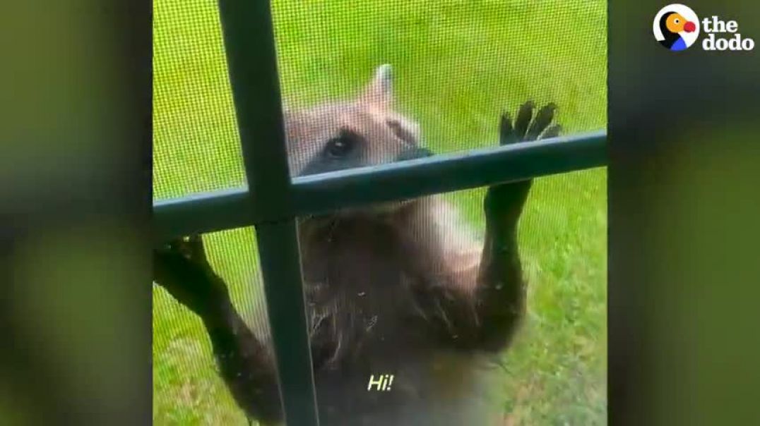 ⁣Raccoon Brings Her Babies To Meet Her Human Best Friend Every Year   The Dodo