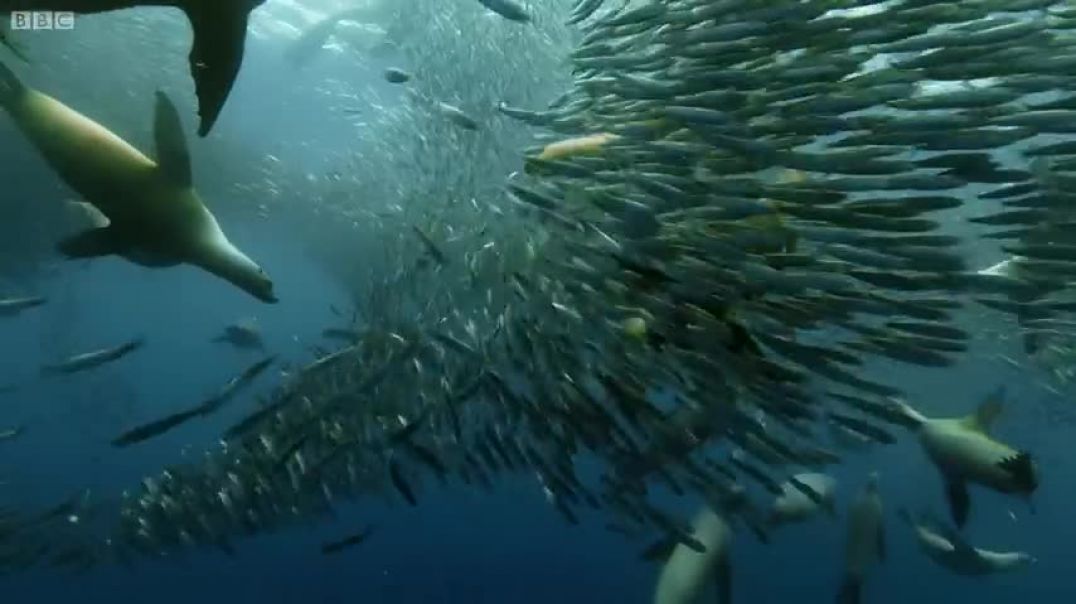 Sardine Feeding Frenzy with Sharks, Penguins and More   The Hunt   BBC Earth