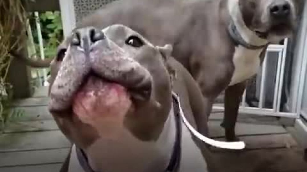 ⁣Rescue Pittie Talks To Her Mom Nonstop   The Dodo