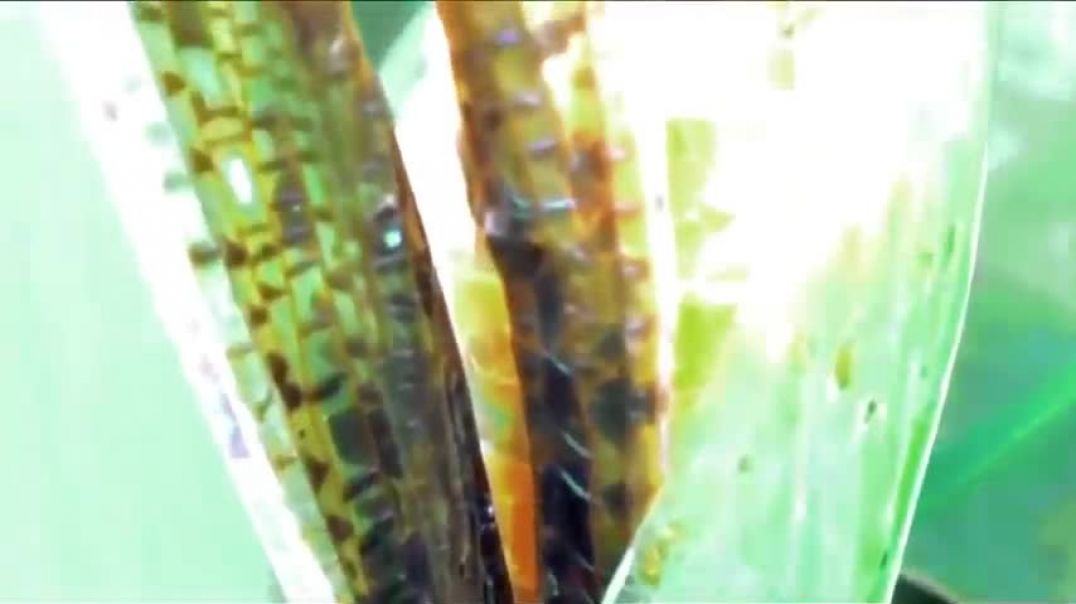 Praying Mantis attacks and eats Lizard