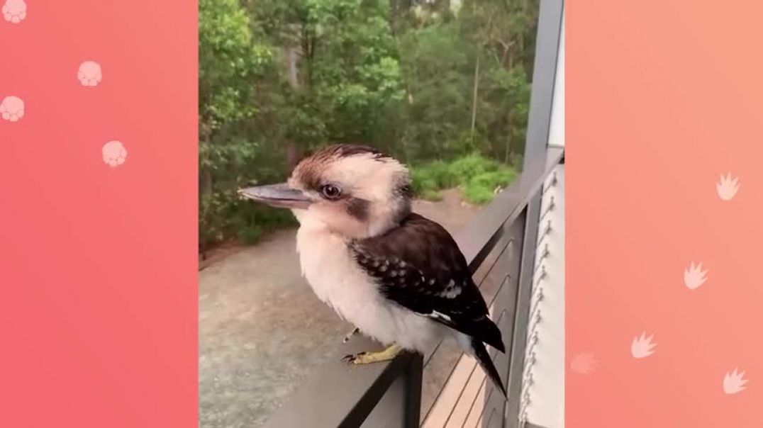 ⁣Baby Kookaburra Sings For His Favourite Girl Every Day   Cuddle Buddies