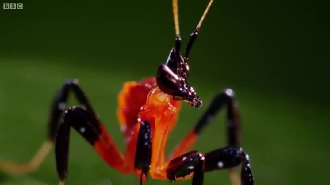 Kung Fu Mantis Vs Jumping Spider   Life Story   BBC