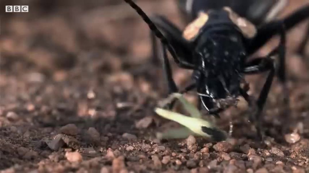 Bombardier Beetle Sprays Acid From Its Rear   Life   BBC Earth