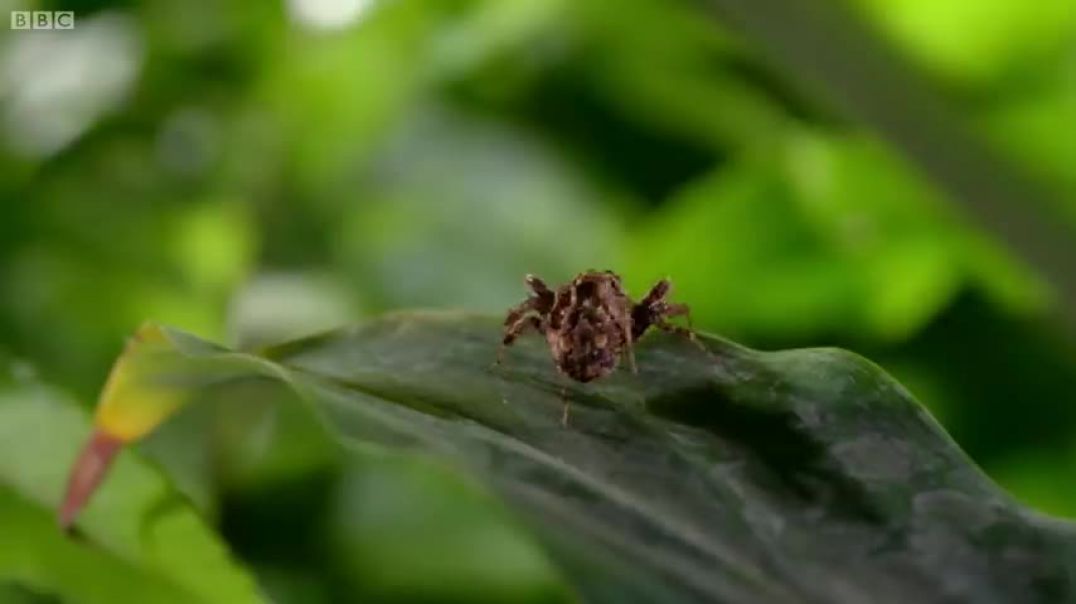 Spider With Three Super Powers   The Hunt   BBC Earth