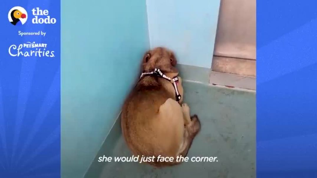 ⁣Rescue Dog Hides In The Corner Until The Right Person Comes Along   The Dodo Faith = Restored