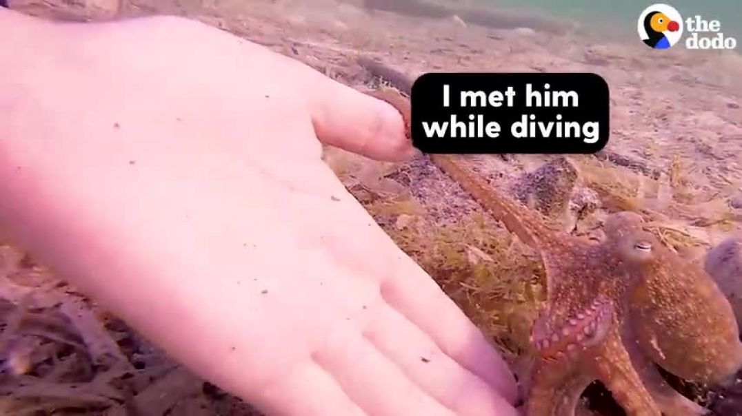 ⁣Tiny Octopus Gets So Excited When His Diver Friend Comes To Visit Him   The Dodo