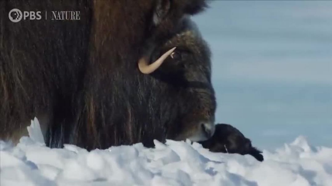 ⁣Newborn Muskox's First Day