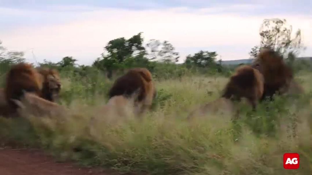 ⁣Five lions fighting  in Kruger National Park