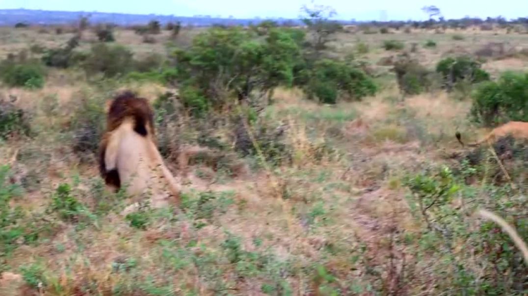 ⁣A Huge New Male Lion Takes Over the Mbiri Pride! Here's Trouble...