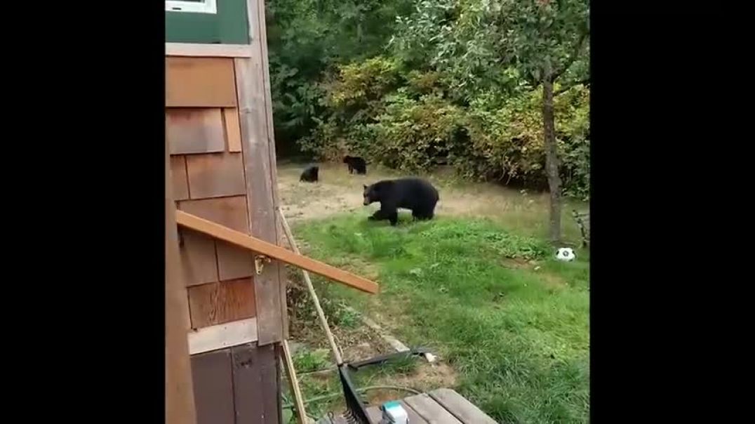 ⁣Bears In CANADA VS FINLAND (funny)