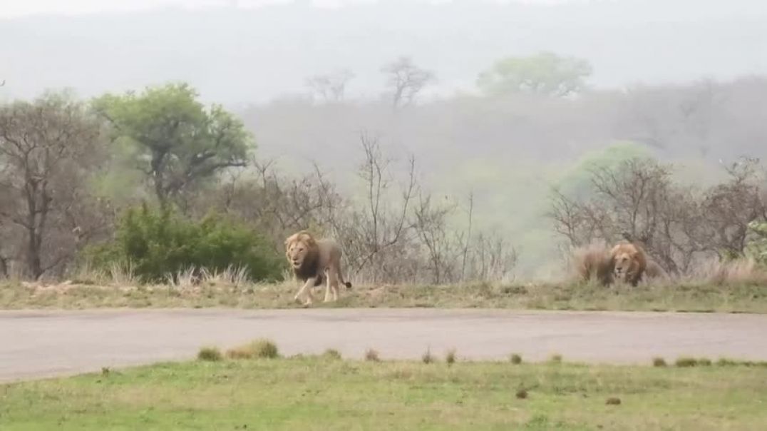 ⁣INTENSE lion fight! 2 vs 1