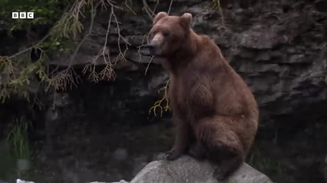 ⁣Fantastic Fish Feast for a Group of Grizzlies | Earth's Great Seasons | BBC Earth