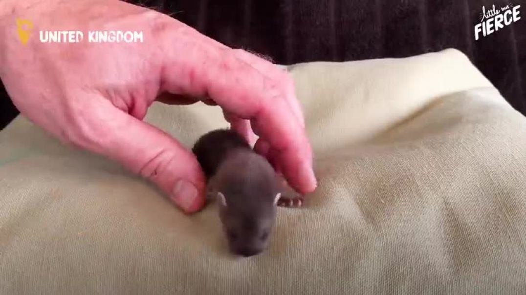 ⁣Tiny Baby Stoat Has The Best Reaction When She Meets Someone Like Her   The Dodo Little But Fierce