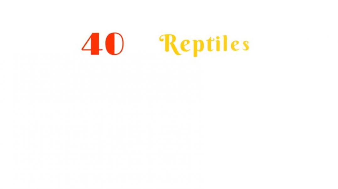 ⁣Reptiles & Amphibians Vocabulary ll 40 Reptiles and Amphibians Name In English With Pictures