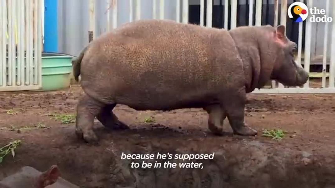 ⁣Baby Hippo Raised By Rhinos Meets A Hippo