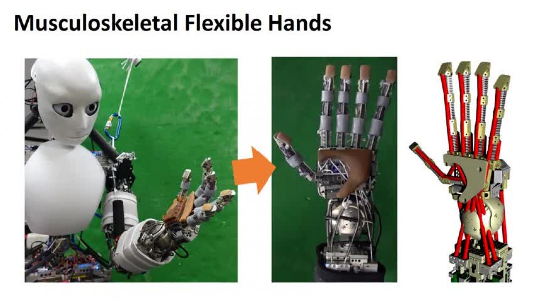 Stable Tool-Use with Flexible Musculoskeletal Hands (ICRA 2020)