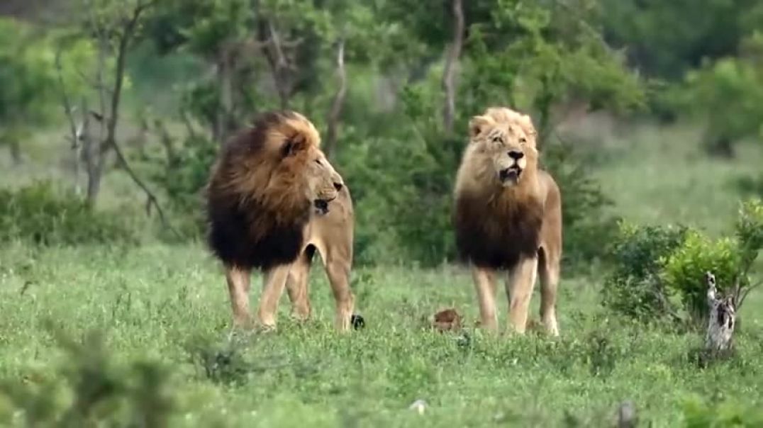 ⁣Two MASSIVE Male Lions Enter the Arena (Mbiri Males)