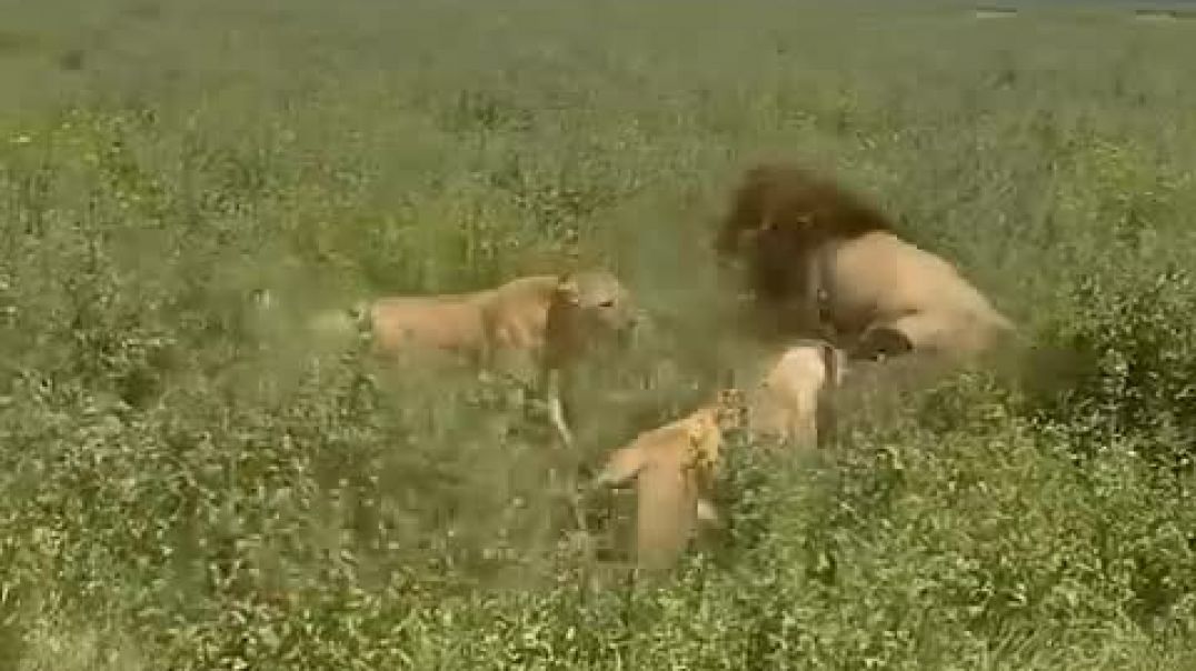 ⁣Family issues between Lions at Ngorongoro Crater