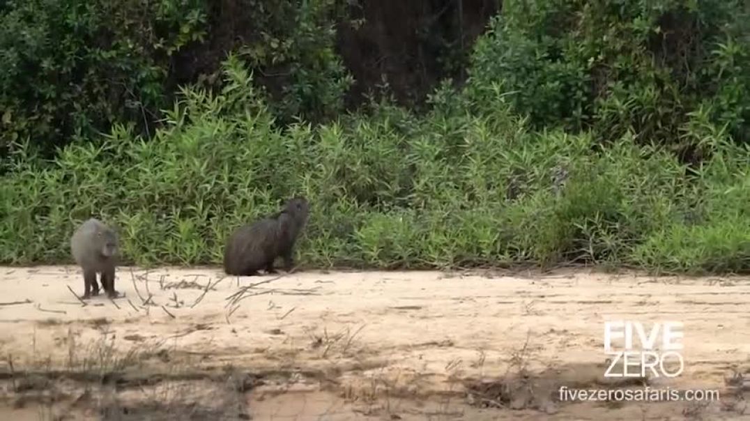 ⁣Careless Capybara gets Caught by Jaguar