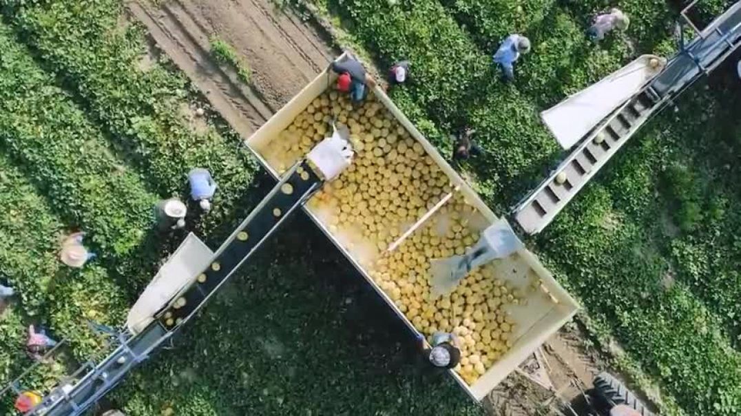 ⁣How American Farmers Harvest Thousands Of Tons Of Fruits And Vegetables #2