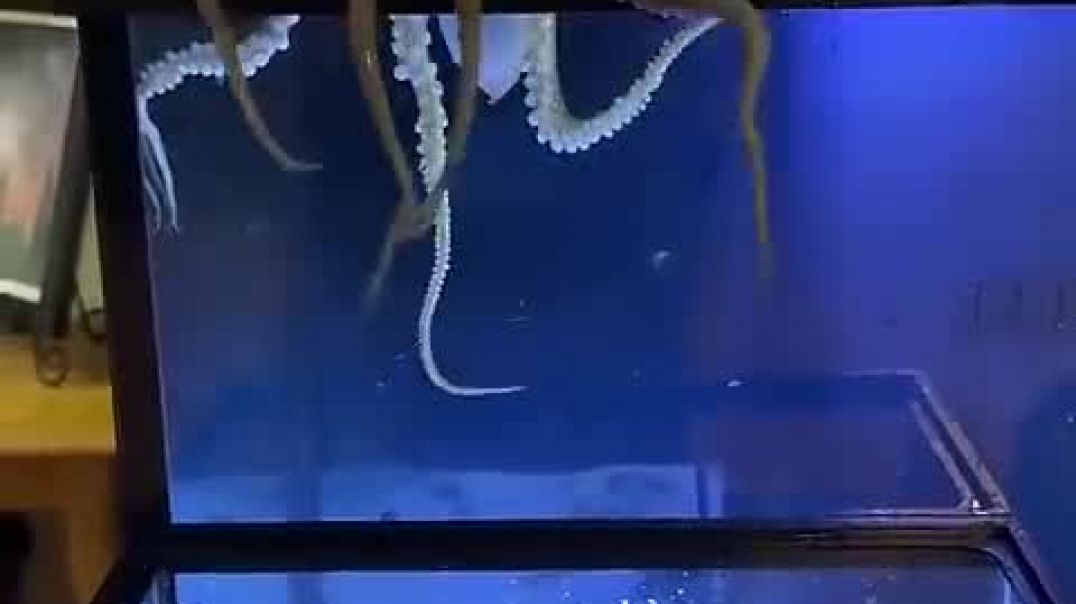 ⁣My octopus crawls out of the tank to get a snack