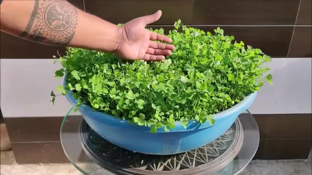 ⁣Top 9 Fast Growing Vegetables   SEED TO HARVEST IN 30 DAYS