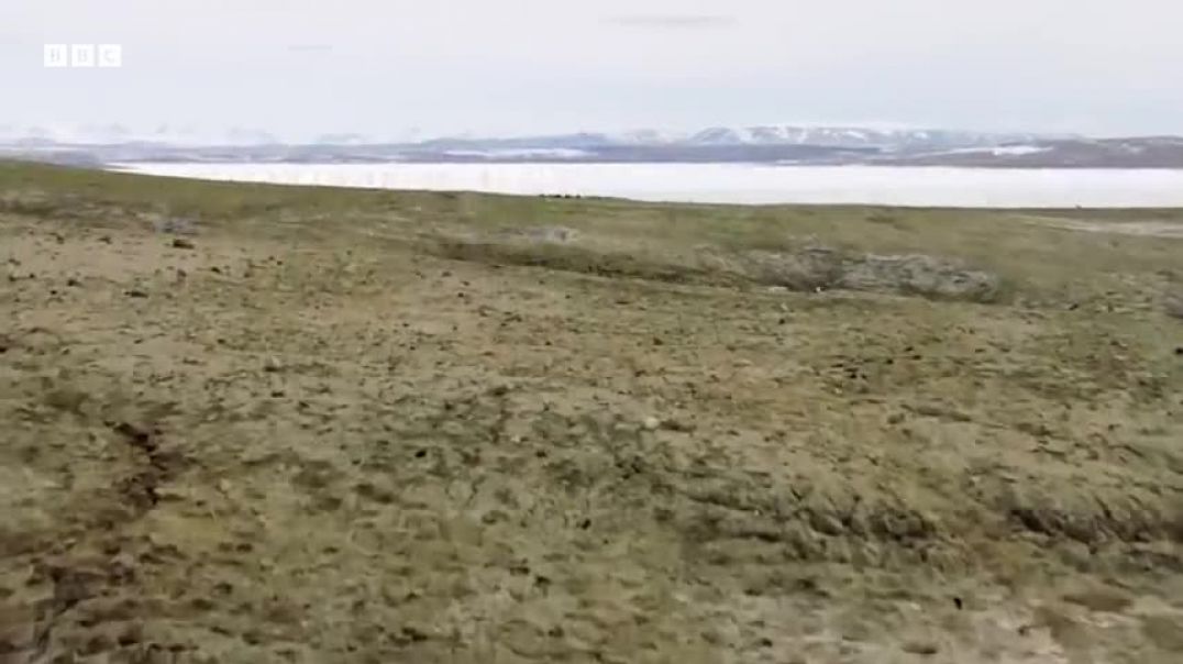 ⁣Musk Oxen Vs Arctic Wolves   Animal Super Parents   BBC Earth