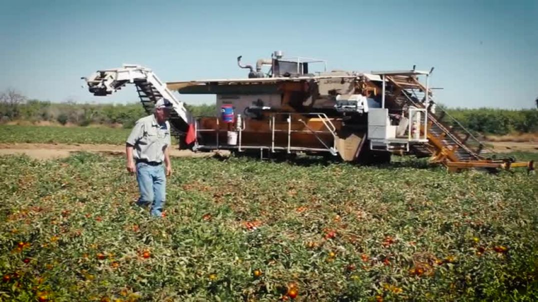 ⁣Processing tomato harvest